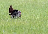 Wild Turkey