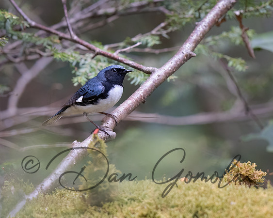 Black-throated Blue Warbler