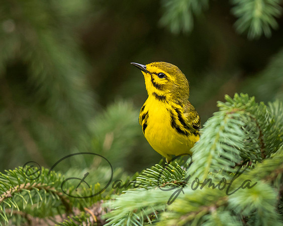 Prairie Warbler