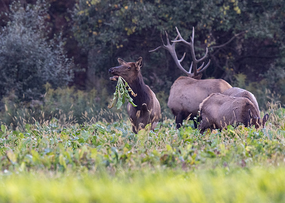 PA Elk (Oct, 2021)