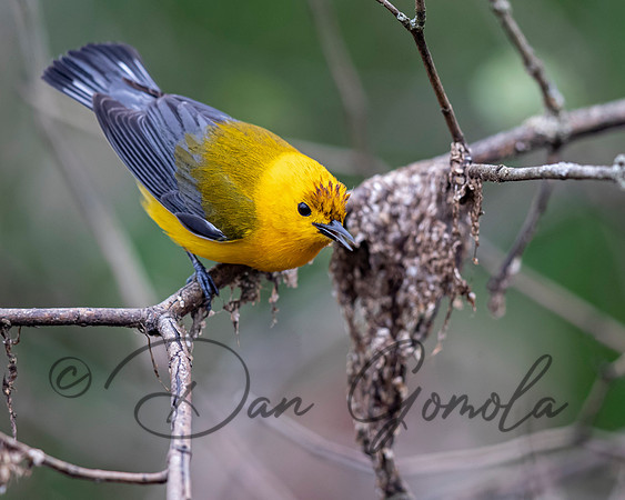 Prothonotary Warbler