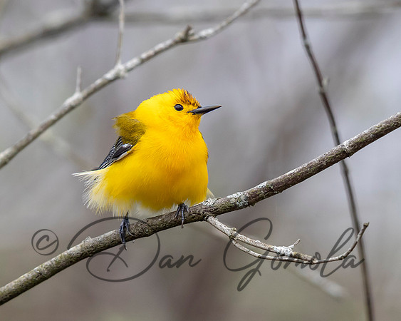 Prothonotary Warbler