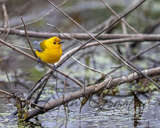 Prothonotary Warbler