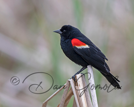 Red-winged Blackbird