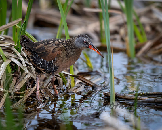 Virginia Rail