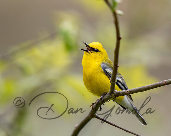 Blue-winged Warbler