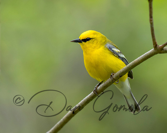 Blue-winged Warbler
