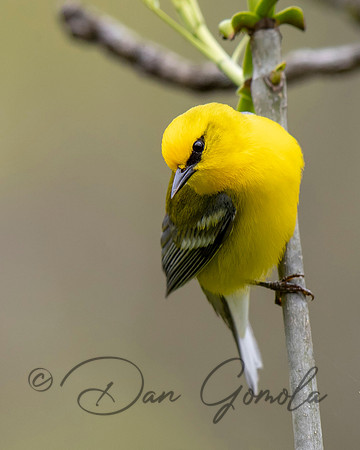 Blue-winged Warbler