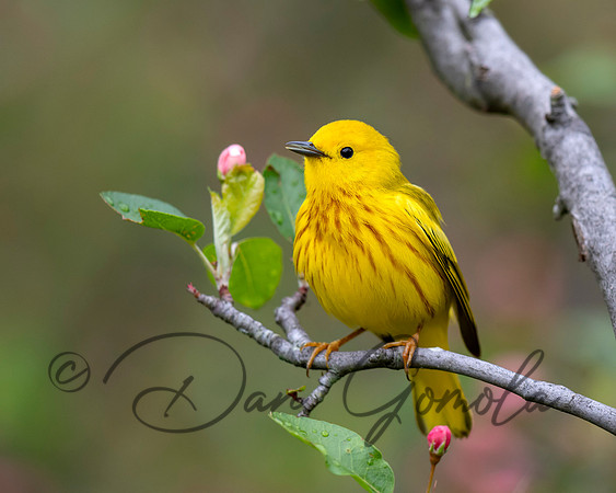 Yellow Warbler
