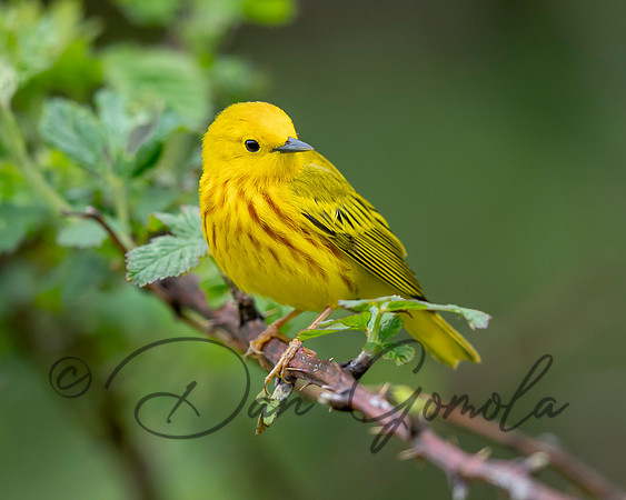 Yellow Warbler