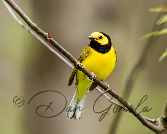 Hooded Warbler