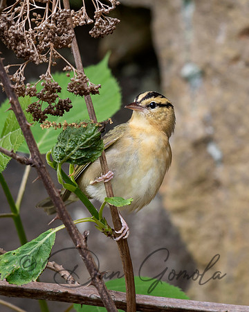 Worm-eating Warbler
