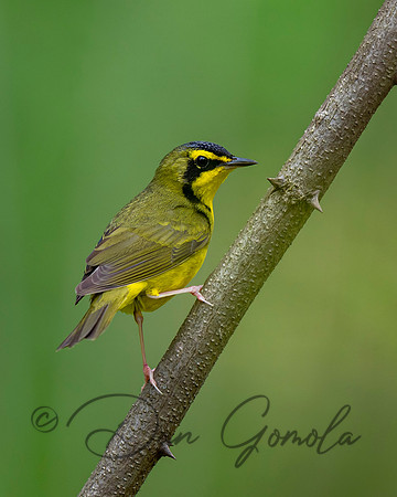 Kentucky Warbler