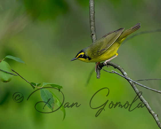 Kentucky Warbler