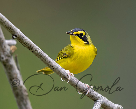 Kentucky Warbler