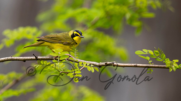 Kentucky Warbler