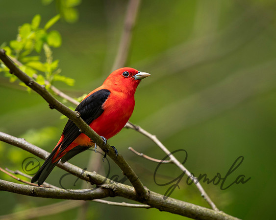 Scarlet Tanager