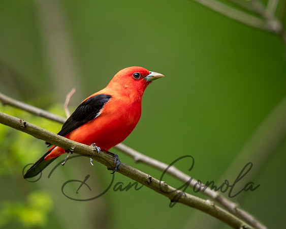 Scarlet Tanager
