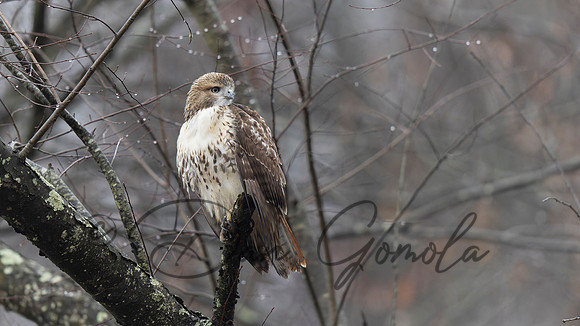 Red-tailed Hawk
