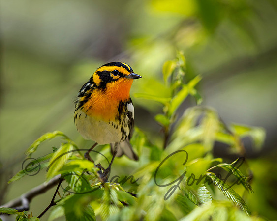Blackburnian Warbler