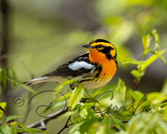 Blackburnian Warbler