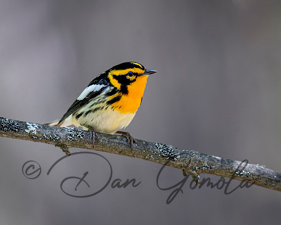 Blackburnian Warbler