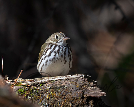 Ovenbird