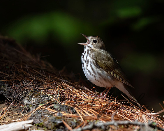 Ovenbird