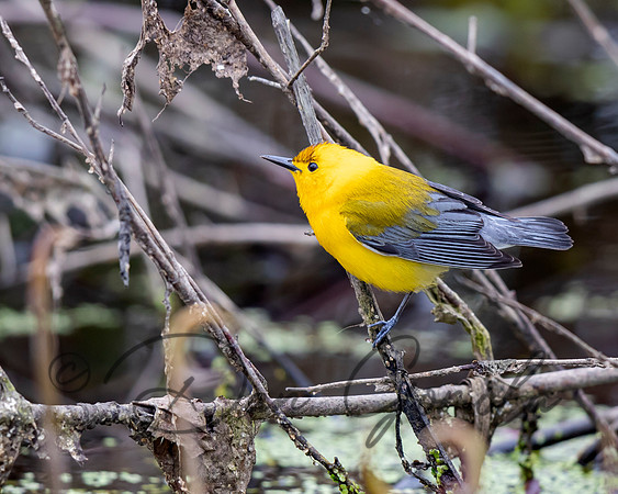 Prothonotary Warbler