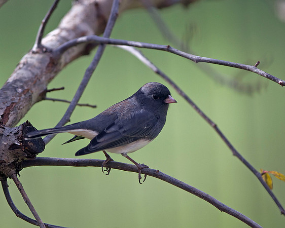 Dark-eyed Junco