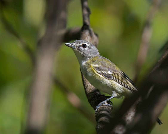Blue-headed Vireo