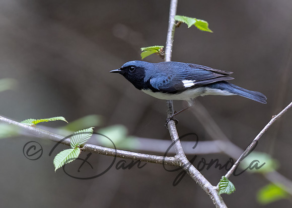 Black-throated Blue Warbler
