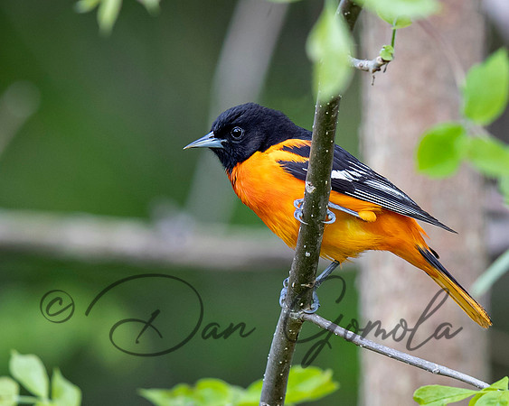 Baltimore Oriole