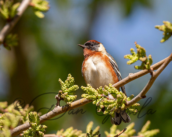 Bay-breasted Warbler