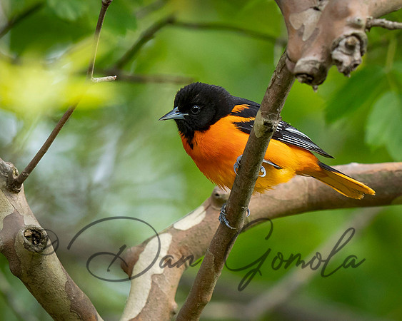 Baltimore Oriole