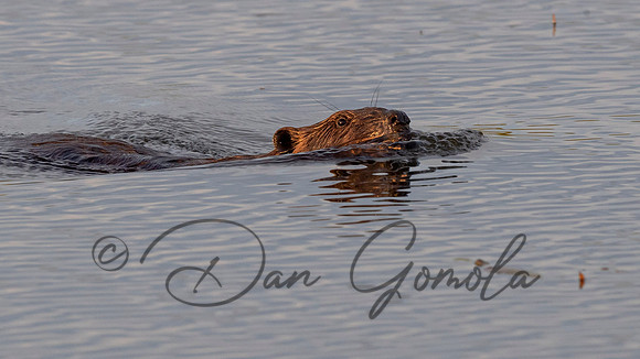 Beaver