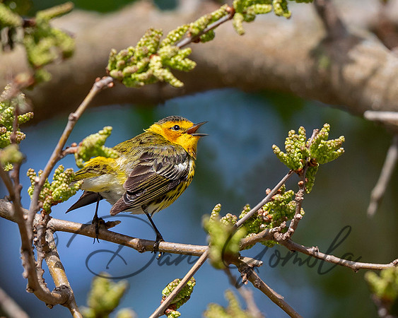 Cape May Warbler