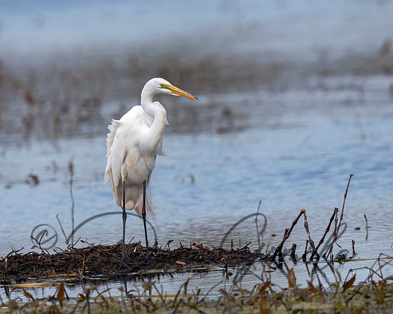 Great Egret