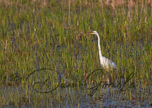 Great Egret
