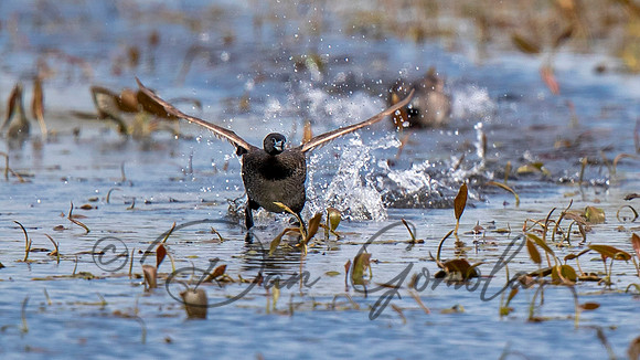 Pied-billed grebe
