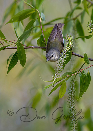 Tennessee Warbler