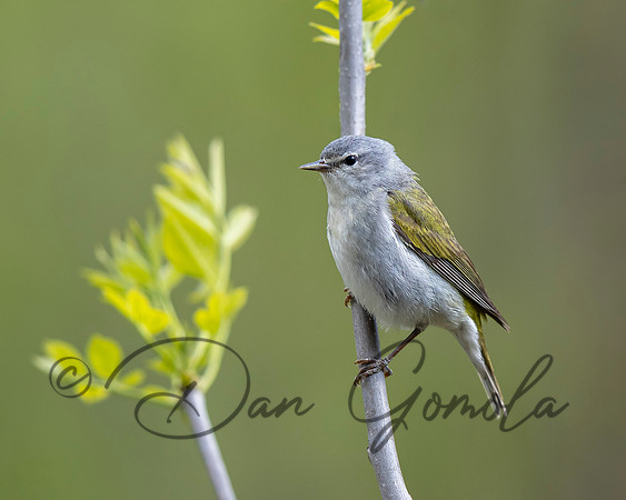 Tennessee Warbler
