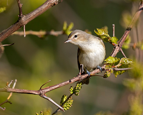 Warbling Vireo