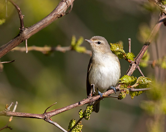 Warbling Vireo