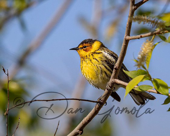 Cape May Warbler