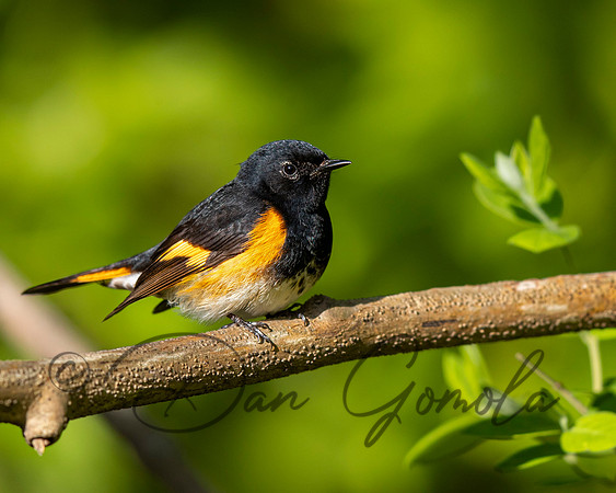 American Redstart