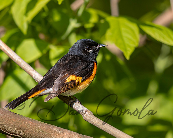 American Redstart