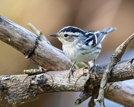 Black-and-white Warbler