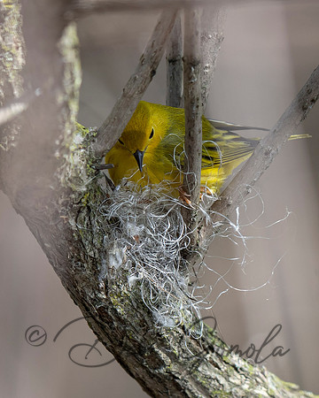 Yellow Warbler