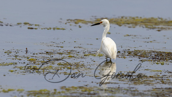 Snowy Egret